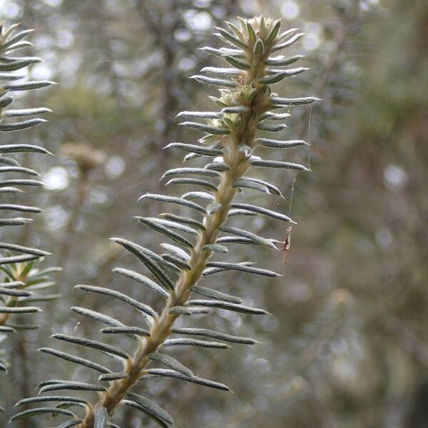 Phylica nitida Altres