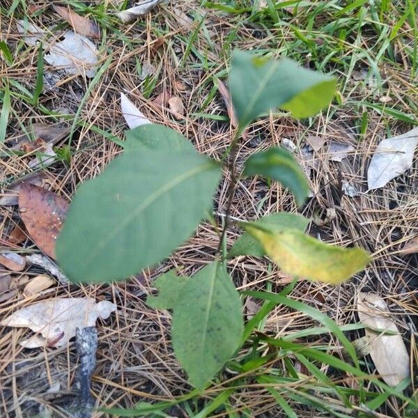 Lindera benzoin Blad