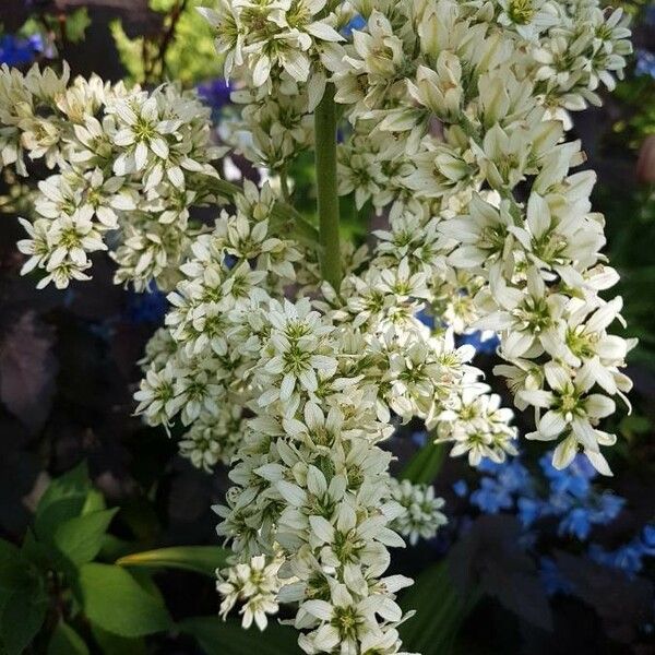 Veratrum californicum Flower