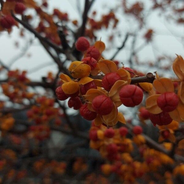 Celastrus scandens Fruit