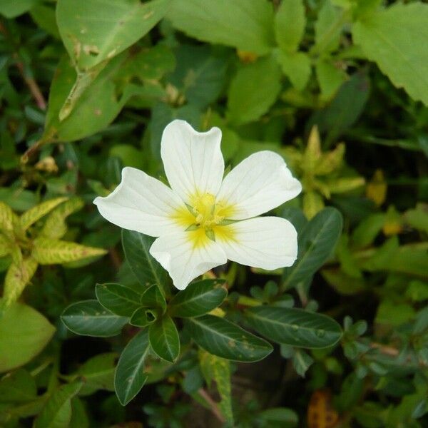 Ludwigia adscendens Máis