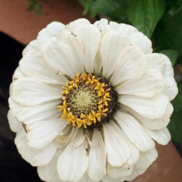 Zinnia elegans Blomst