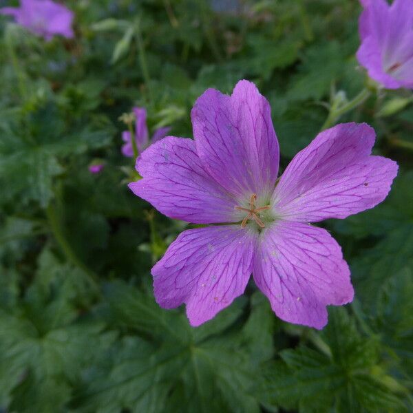 Geranium nodosum Flower