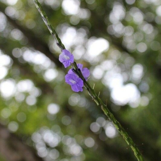 Stachytarpheta urticifolia Flower