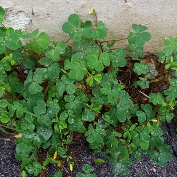 Oxalis corniculata Habit