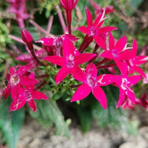 Pentas lanceolata Blüte