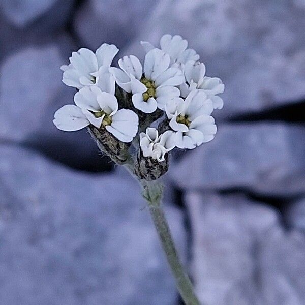 Achillea clavennae Λουλούδι
