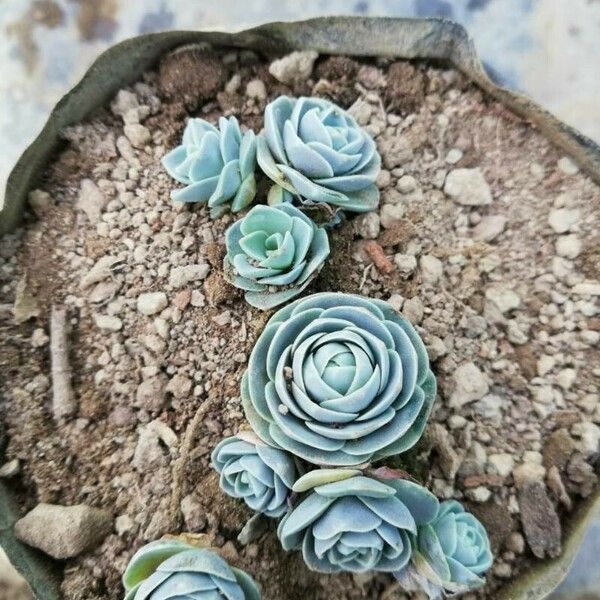 Orostachys malacophylla Yaprak