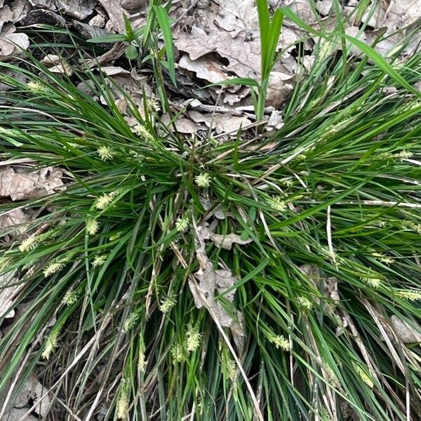 Carex blanda Flower