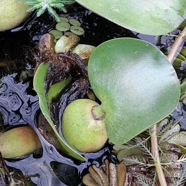 Pontederia crassipes Листок