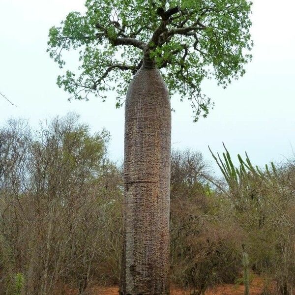 Adansonia za кора