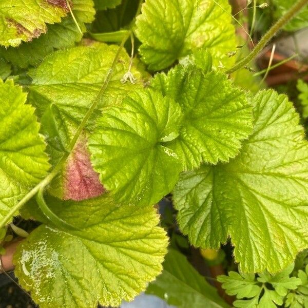 Geum coccineum Fuelha