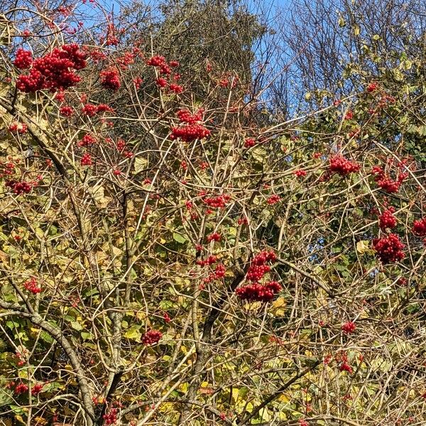 Viburnum opulus Buveinė