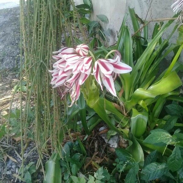 Crinum bulbispermum 花