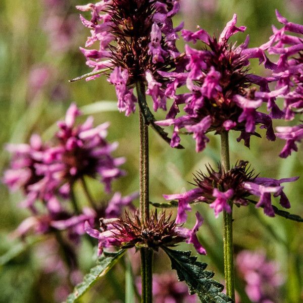 Stachys officinalis Žiedas