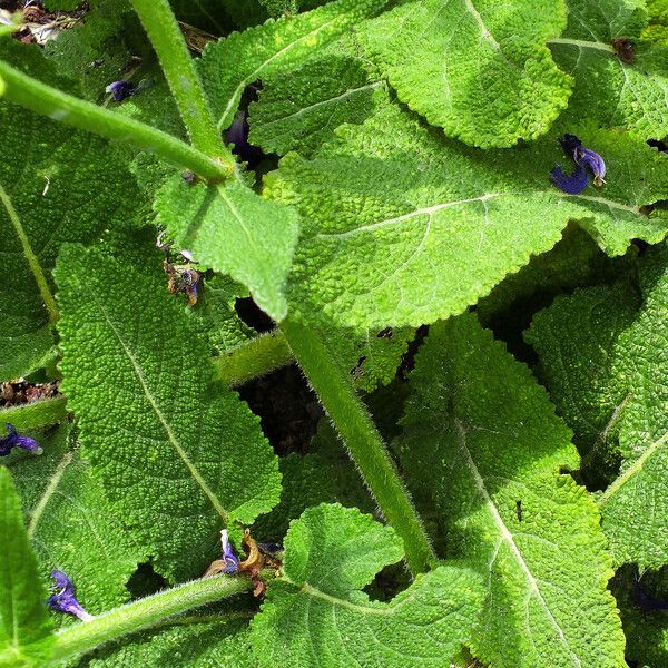 Salvia pratensis Leaf