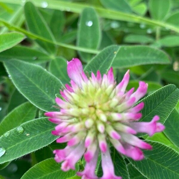 Trifolium medium Flower