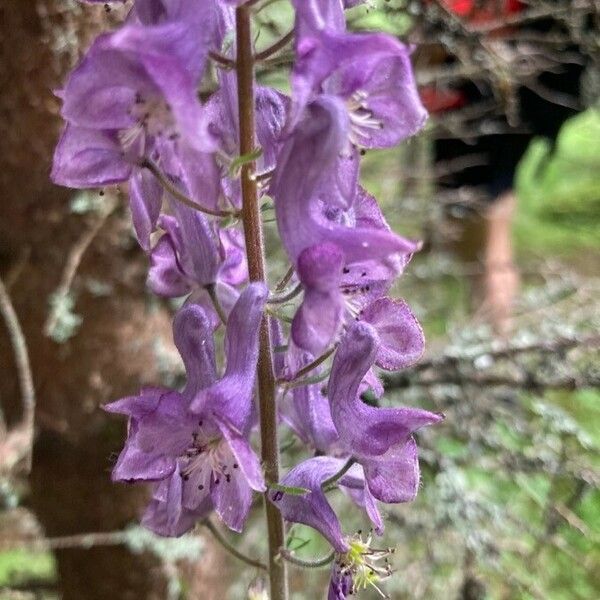 Aconitum septentrionale Çiçek