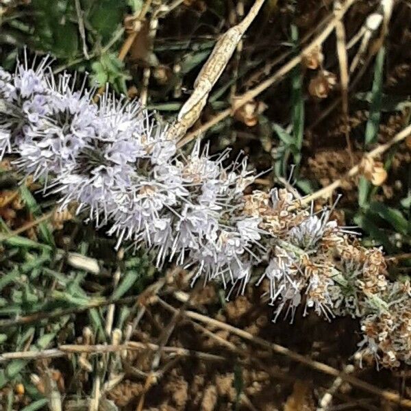 Mentha longifolia Flor