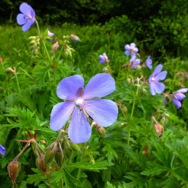 Geranium pratense Flor