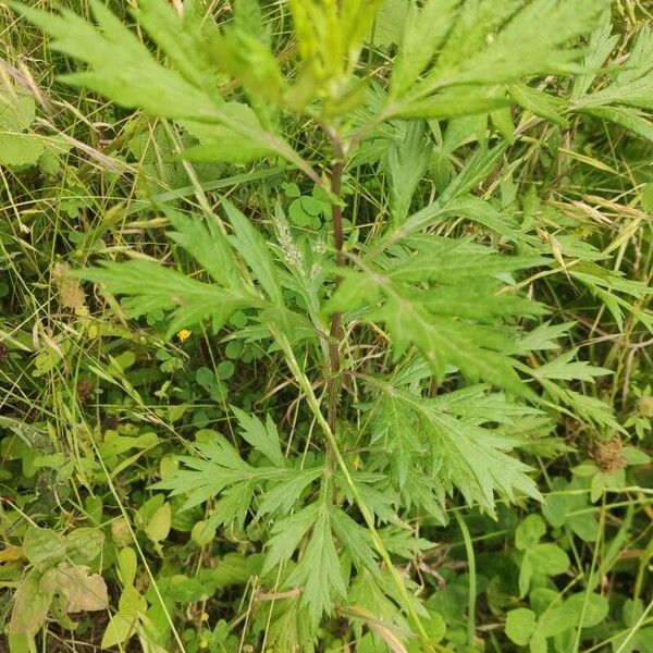 Artemisia vulgaris ഇല