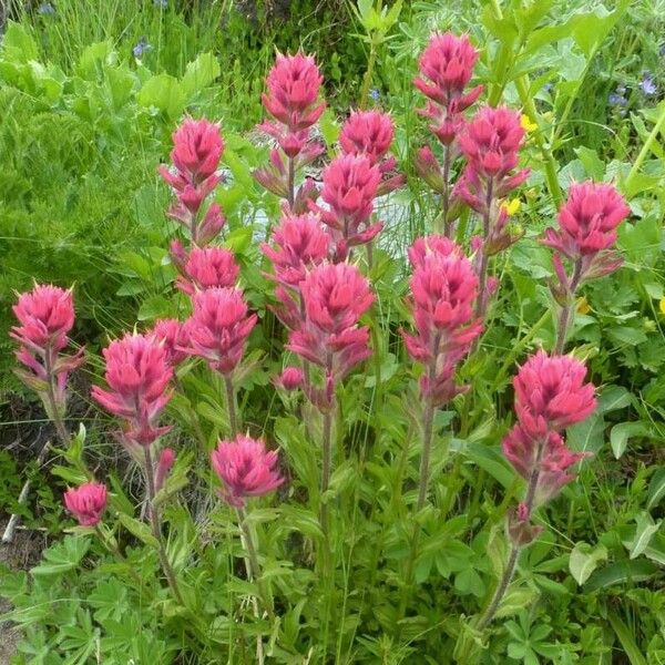 Castilleja parviflora Цвят