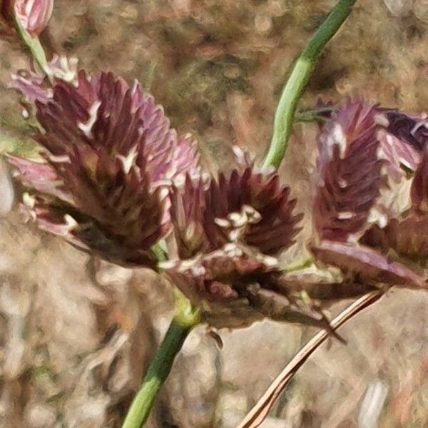 Eragrostis superba Květ