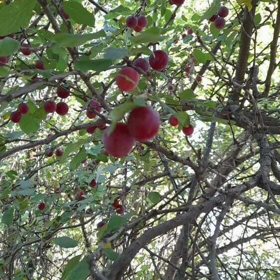 Prunus cerasifera Ffrwyth