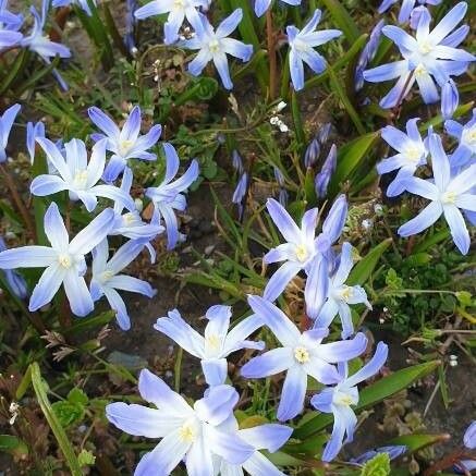 Scilla luciliae Blüte