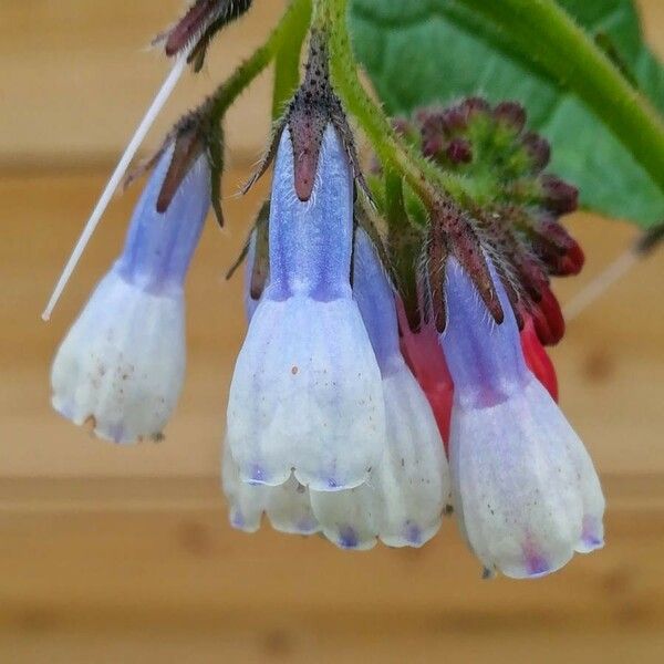 Symphytum officinale Blomma