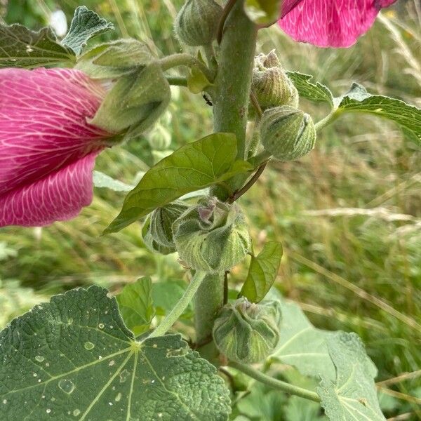 Alcea setosa Flower