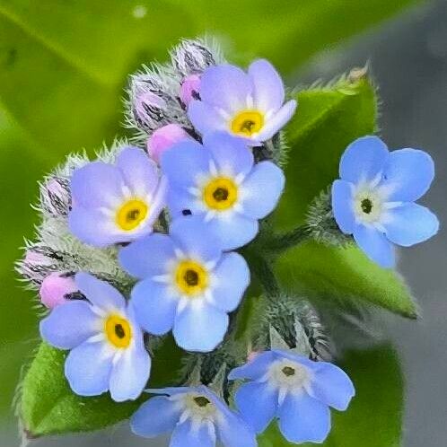 Myosotis arvensis Квітка