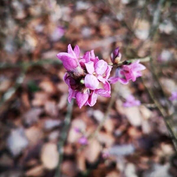 Daphne mezereum Flower