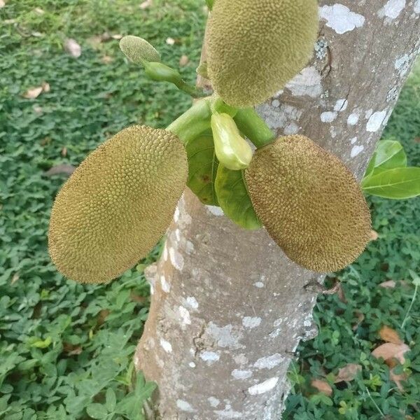 Artocarpus heterophyllus Fruit