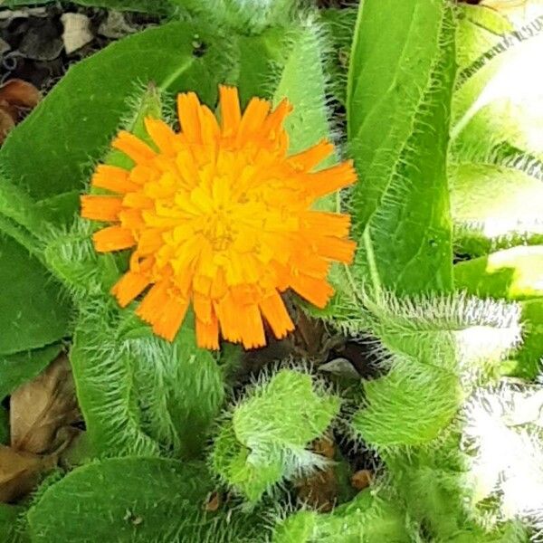 Pilosella aurantiaca Lorea