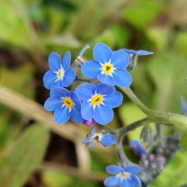 Myosotis alpestris Flor