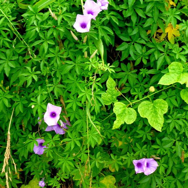 Ipomoea mauritiana ফুল