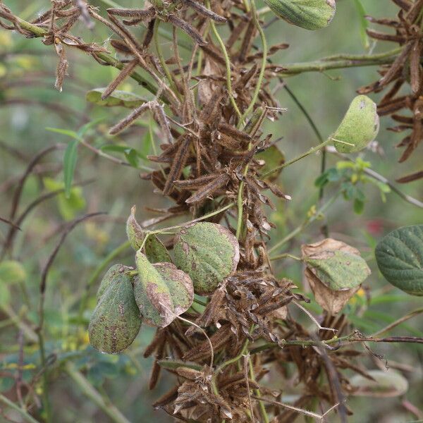 Calopogonium mucunoides Vaisius