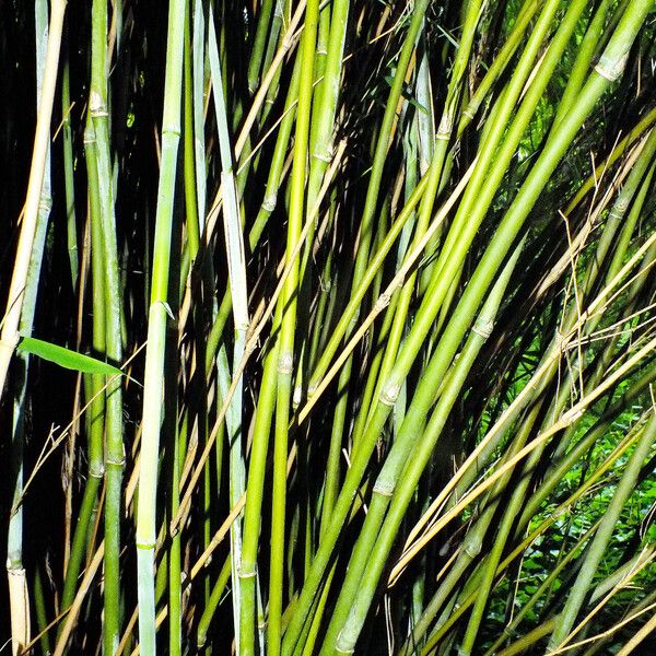 Phyllostachys aureosulcata Schors