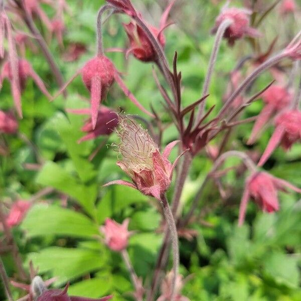 Geum triflorum Flower