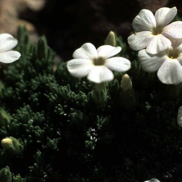 Phlox caespitosa Цвят