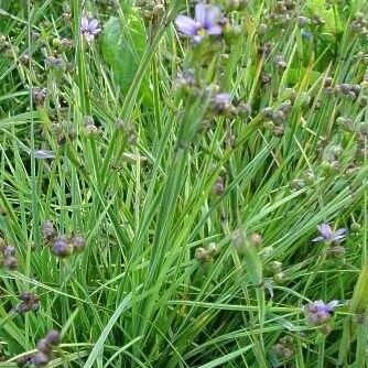 Sisyrinchium angustifolium Buveinė