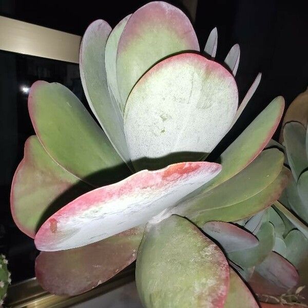 Cotyledon orbiculata برگ