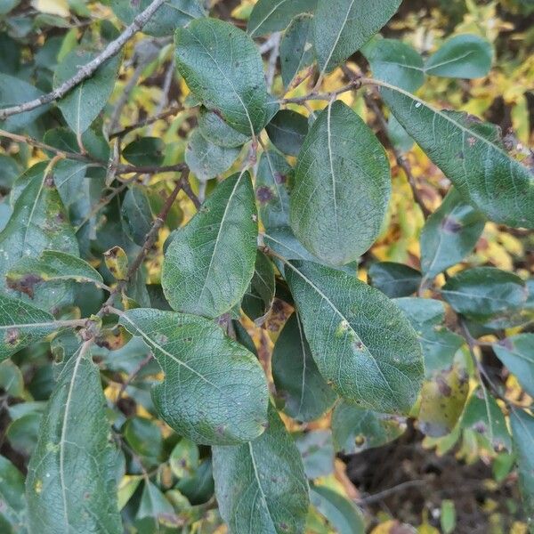 Salix scouleriana Blatt