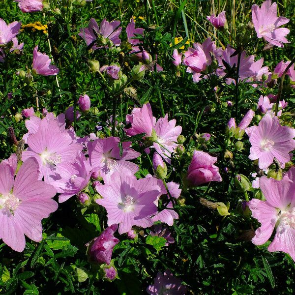 Malva moschata Flower