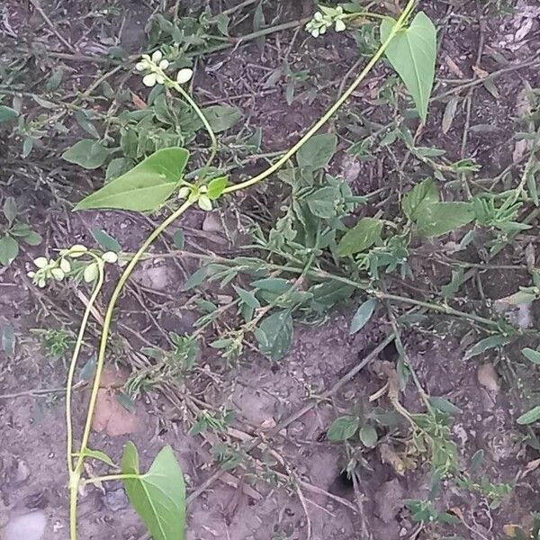 Fallopia convolvulus Leaf