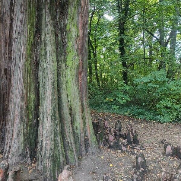 Taxodium distichum 其他