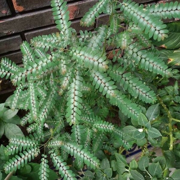 Phyllanthus niruri Leaf