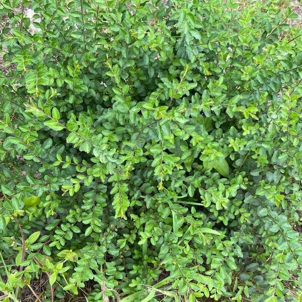 Ligustrum sinense Plante entière