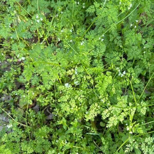 Chaerophyllum tainturieri 葉